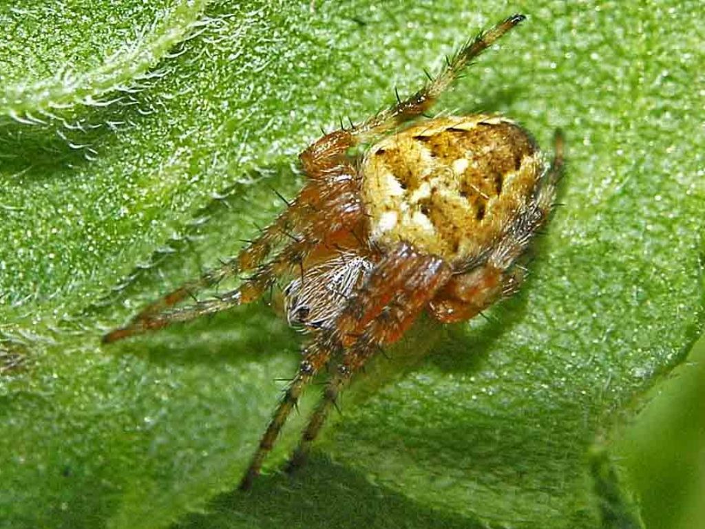 Araneus diadematus - Parco regionale dell''Antola (GE)